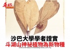 沙巴大學學者證實 斗湖山神祕植物為新物種