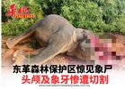 东革森林保护区惊见象尸  头颅及象牙惨遭切割