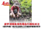 婆罗洲矮象濒危喋血引国际关注 《纽约时报》揭沙巴近兩年13只矮象慘遭猎杀取牙