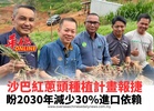 沙巴紅蔥頭種植計畫報捷  盼2030年減少30%進口依賴