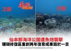 仙本那海洋公園遭魚炮襲擊 珊瑚修復區重創两年復育成果毀於一旦