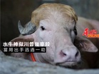水牛神似川普幾宰殺 當局出手逃過一劫