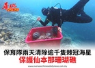 保育隊兩天清除逾千隻棘冠海星保護仙本那珊瑚礁