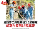 民防隊工廠區捕獲2.5米蟒蛇蛇窩內發現14粒蛇卵