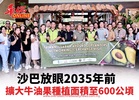 沙巴放眼2035年前 擴大牛油果種植面積至600公頃