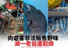 向遊客非法販售野味 湖一老翁遭取締