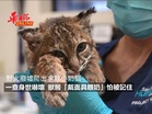 野火廢墟爬出求救小奶貓！一查身世嚇壞 獸醫「戴面具餵奶」怕被記住