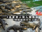 3歲童遭人拋入鱷魚池 園長妻搏命跳下救人
