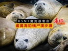 H5N1禽流感奪命 逾萬海豹橫尸澳沙灘