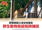 野猴頻闖斗湖甘榜擾民野生動物局設陷阱捕捉