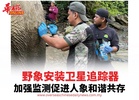 野象安装卫星追踪器 加强监测促进人象和谐共存