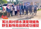 篤比崗村排水溝驚現鱷魚野生動物局設餌成功捕捉