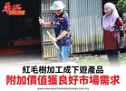 紅毛樹加工成下遊產品附加價值獲良好市場需求