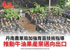 丹南農業局加強育苗技術指導推動牛油果產業邁向出口