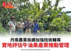 丹南農業局續加強技術輔導實地評估牛油果產業推動管理
