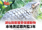 湖仙路截獲受保護動物  本地男認罪判監3年