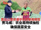 昆达山菜农遵守农药使用规范  贾马威：农业局持续抽检确保蔬菜安全