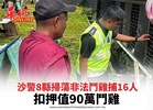 沙警8縣掃蕩非法鬥雞捕16人 扣押值90萬鬥雞