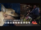 ROCKY死亡调查报告 已提交副检察官待定夺