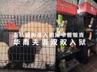 走私貓狗塞入组屋窄籠販賣 华裔夫妻双双入狱