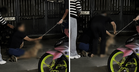 Polis siasat unsur kianat dalam kes kematian anjing di Pelabuhan Klang