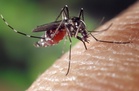 Dengue surge in Johor hits nearly 10,000 cases, 13 deaths