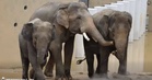 Gading retak & nampak kurus? Warganet bimbang kebajikan Dara, Amoi dan Kelat di Zoo Tennoji, MPT tampil beri penjelasan