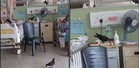 Kecoh video burung merpati berkeliaran dalam wad hospital, ini respon segera HTAR
