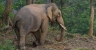 Warga emas maut dipijak gajah