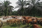 Tanaman, ternakan pendapatan tertinggi sektor pertanian di Perak
