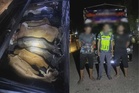 Dua lelaki terima upah RM70 dicekup bersama 13 ekor lembu stok korban