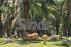 Lebih 100 penternak berdepan kes pencuri lembu