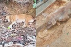 'Kenapa racun tujuh anjing jalanan?'