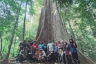 Pokok Melunak gergasi usia 300 tahun tidak ditebang, masih utuh di Tasik Kenyir