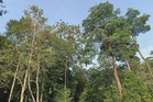 Sembilan NGO gesa Perak batal projek ladang hutan di Kledang Saiong