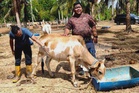 Bitara miliki kalimah ALLAH jadi rebutan 20 pembeli, tawaran harga cecah RM30,000