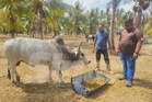 Kemarau, diesel: Harga lembu korban naik 10 peratus di Kelantan