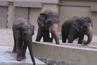 Zoo Taiping digesa bawa pulang Dara, Amoi dan Kelat