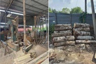 Dua lelaki ditahan, kilang proses kayu balak haram diserbu
