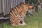 Dakwaan Harimau Malaya sakit di Jepun palsu - Perhilitan