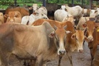 Lembu 'korban' tak lepas masuk sempadan
