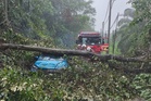 Lelaki nyaris maut dihempap pokok tumbang
