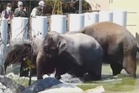 Tiada unsur komersial dalam perjanjian tiga gajah ke Jepun - MPT