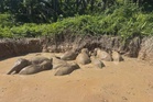 11 gajah Pygmy Borneo terperangkap dalam kolam terbiar diselamatkan