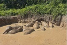 Cuaca panas dipercayai punca 11 gajah pygmy Borneo terperangkap di kolam terbiar