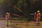 Penunggang motosikal maut rempuh pokok tumbang