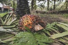 Pekerja ladang maut tertimpa tandan sawit
