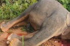 Gajah dibunuh dengan kejam, kepala dipenggal