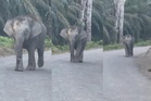 Gajah cedera bahagian belalai sedang dikesan