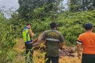 Gajah dibunuh kejam: Muka, mulut dipotong berbentuk 'L'-JHL Sabah
